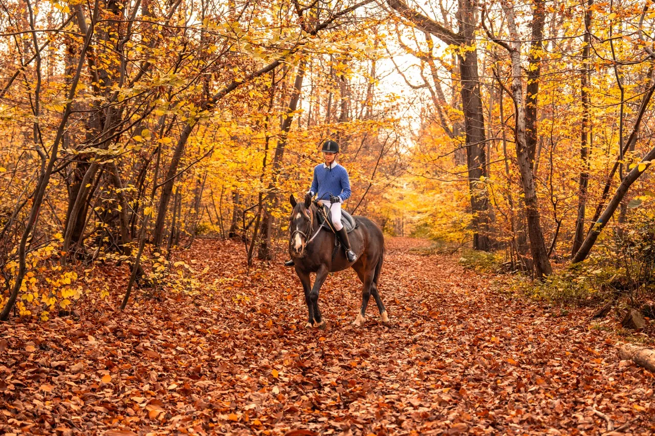 portrait équestre photographie équestre cheval portrait photo cheval portrait cheval artistique séance photo cheval