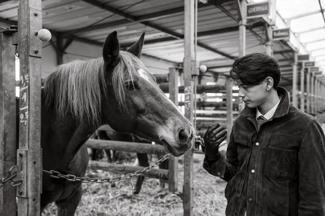 portrait équestre photographie équestre cheval portrait photo cheval portrait cheval artistique séance photo cheval